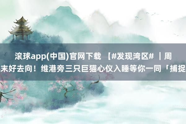 滚球app(中国)官网下载 【#发现湾区# ｜周末好去向！维港旁三只巨猫心仪入睡　等你一同「捕捉